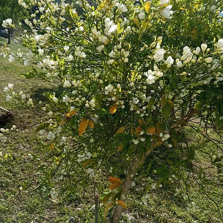 Loukia's House Semesterbostad