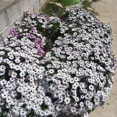 Semesterbostad Loukia's House *