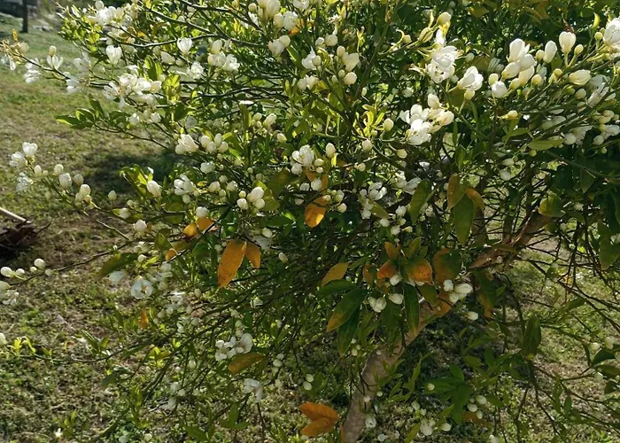 Loukia's House 펜션