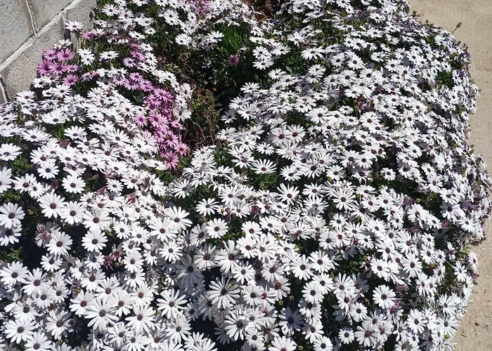 펜션 Loukia's House *